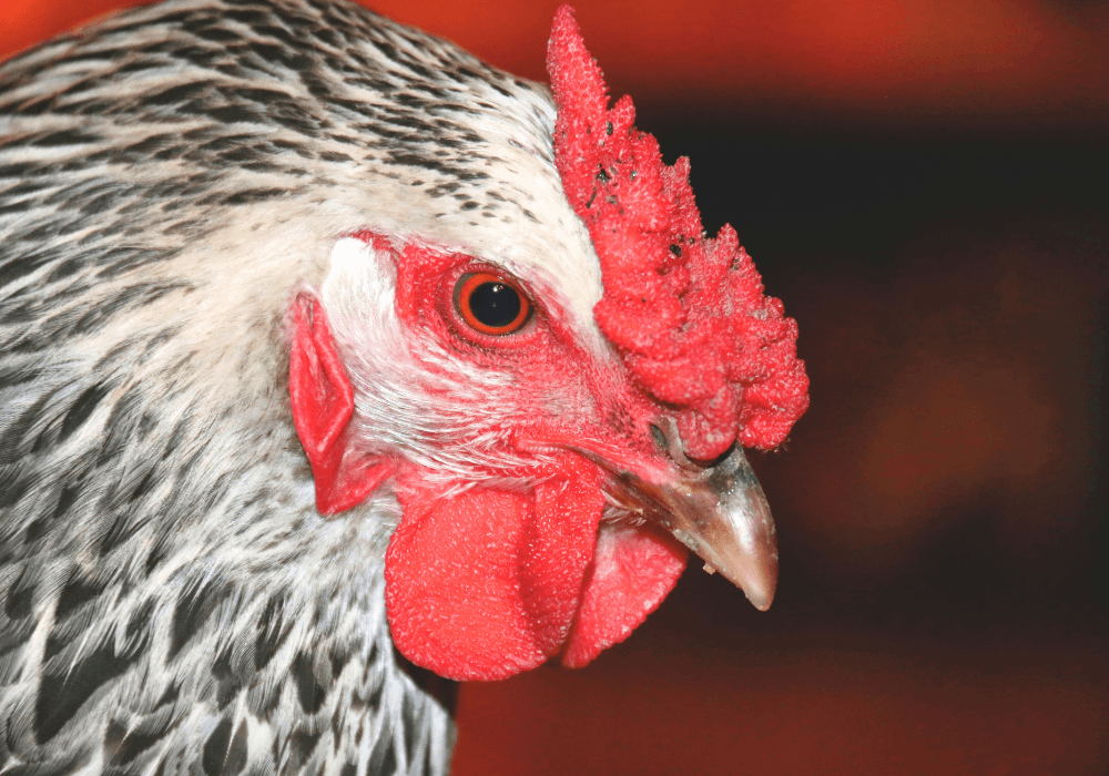 Close-up of a chicken's head showcasing its distinctive red comb and wattles.