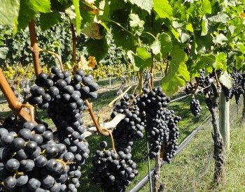 Aisle of a vineyard with bunches of ripe dark grapes hanging on vines with green leaves above